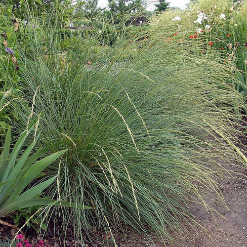 Atlas Fescue Grass