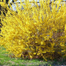 Load image into Gallery viewer, Forsythia &#39;Kumson&#39;