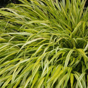 Golden Japanese Forest Grass