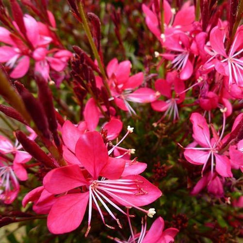 Whiskers Deep Rose Gaura