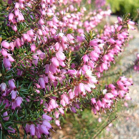 Heather 'Furzey'