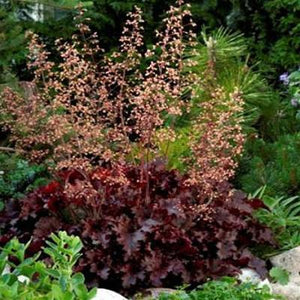 Heuchera Melting Fire