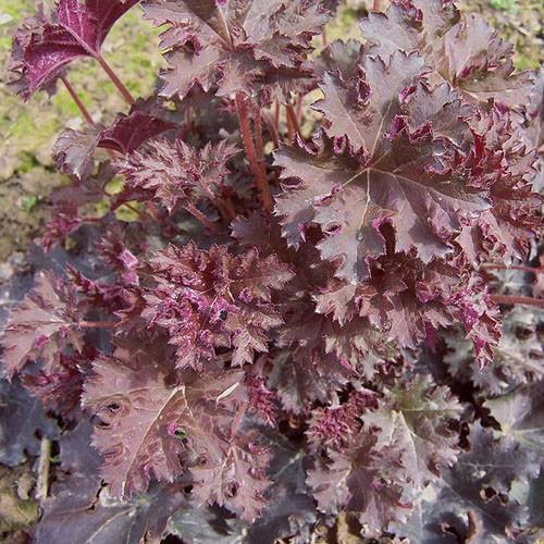 Heuchera 'Purple Palace'