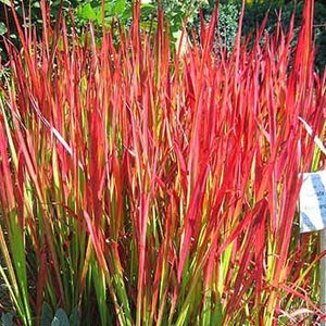 Japanese Blood Grass