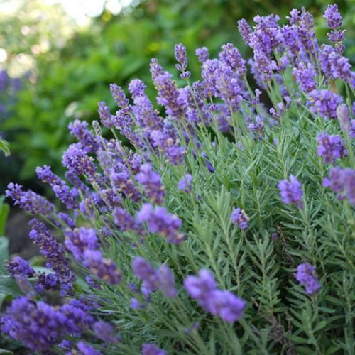Lavender 'Phenomenal'