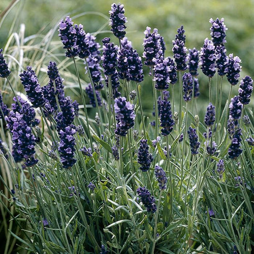 Lavender 'Super Blue'