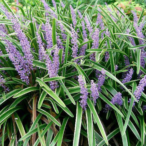 Liriope 'Big Blue'