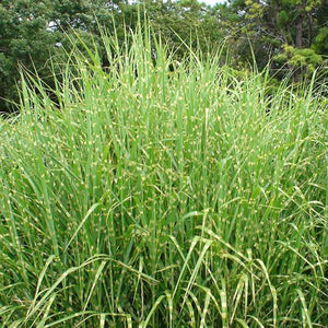 Maiden Grass 'Strictus' Porcupine Grass