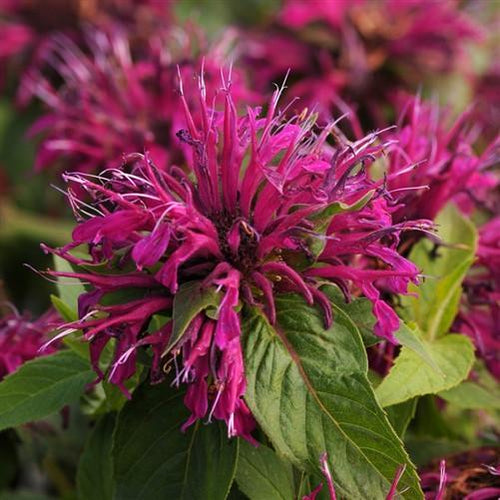 Bee Balm 'Balmy Purple'