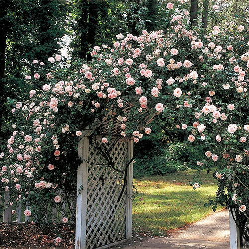 Rosa x 'New Dawn'