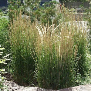 Feather Reed Grass Overdam