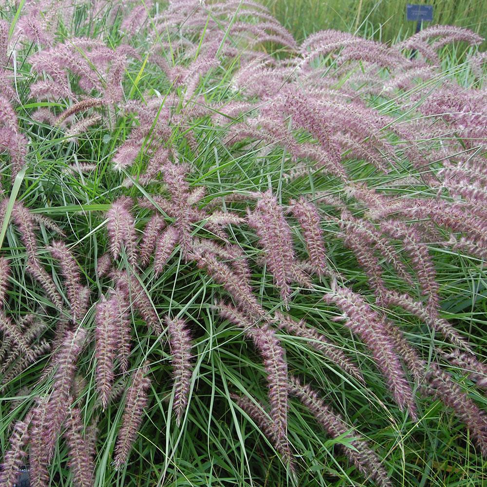karley rose fountain grass seeds Oriental Fountain Grass 'Karley Rose' for Sale Online – Sand Creek Nursery