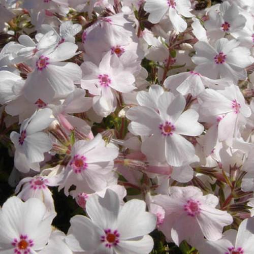 Phlox 'Amazing Grace'