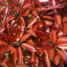 Load image into Gallery viewer, Fraser&#39;s Photinia