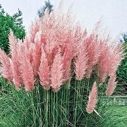 Pink Pampas Grass