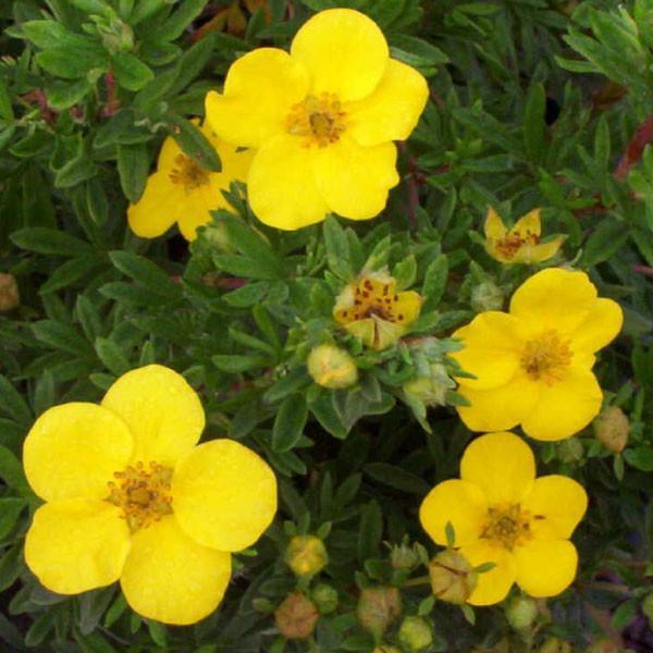 Goldfinger Potentilla for Sale Online – Sand Creek Nursery