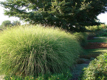 Load image into Gallery viewer, Miscanthus sinensis &#39;Gracillimus&#39;