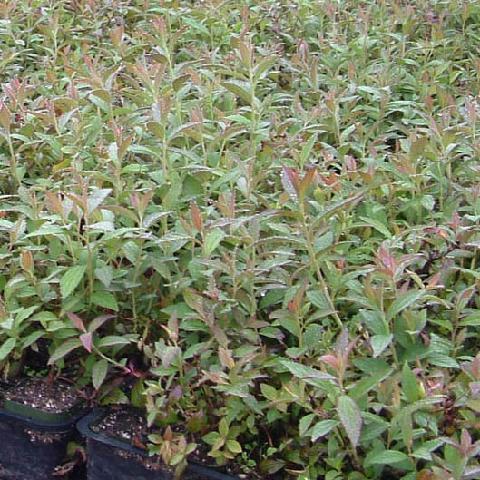 Spirea 'Anthony Waterer' for Sale Online – Sand Creek Nursery