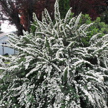Load image into Gallery viewer, Spiraea nipponica &#39;Snowmound&#39;