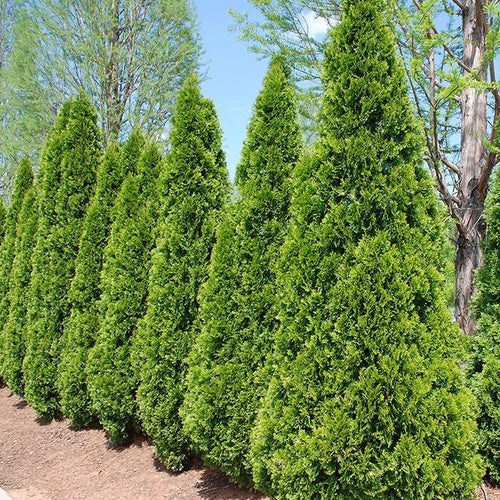 Thuja Emerald Green Arborvitae