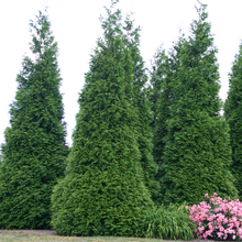 Load image into Gallery viewer, Thuja Green Giant Arborvitae