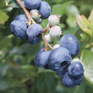 Blue Gold Blueberry