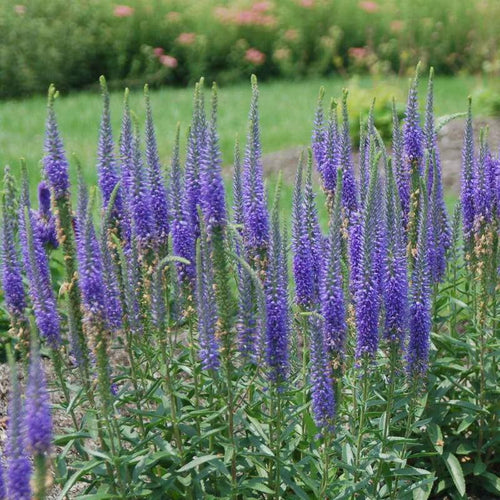 Veronica 'Royal Candles'