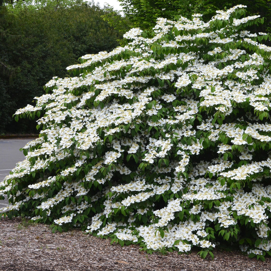 Viburnum plicatum f. tomentosum 'Mariesii'